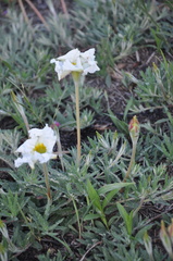 Mandevilla petraea