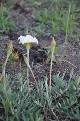 Mandevilla petraea
