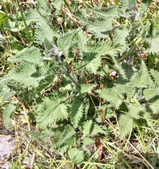 Urtica simensis