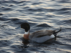 Anas platyrhynchos × acuta