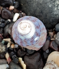 Calliostoma zizyphinum