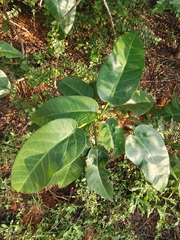Ficus amplissima