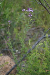 Comesperma retusum