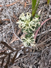 Pimelea glauca