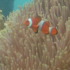 Amphiprion ocellaris