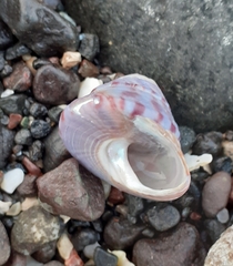 Calliostoma zizyphinum