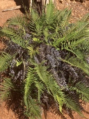 Pityrogramma austroamericana