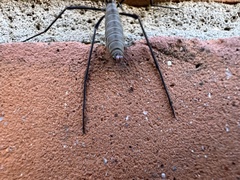 Tipula maxima