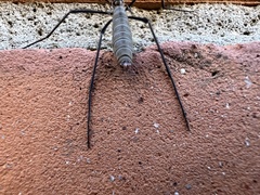 Tipula maxima
