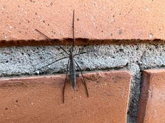 Tipula maxima