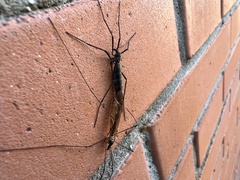Tipula maxima
