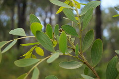 Acacia complanata