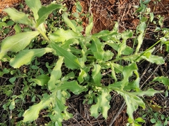 Sphaeranthus indicus