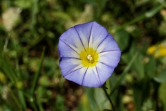 Convolvulus tricolor