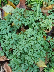 Petroselinum crispum