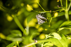 Chrysodeixis argentifera