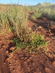 Elacholoma prostrata