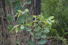 Acacia complanata