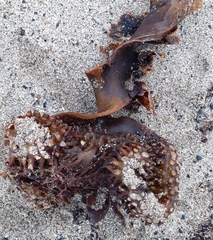 Saccorhiza polyschides