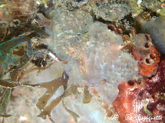 Aplidium glabrum