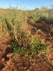 Elacholoma prostrata