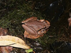 Litoria spaldingi