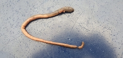 Lumbricus terrestris