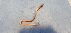 Lumbricus terrestris