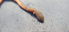 Lumbricus terrestris