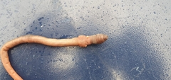 Lumbricus terrestris