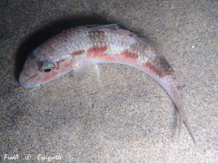 Mullus barbatus