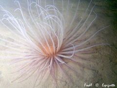 Pachycerianthus solitarius