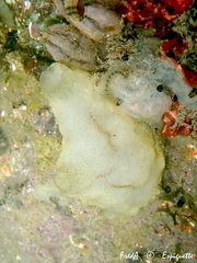 Phallusia mammillata