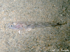 Pomatoschistus marmoratus