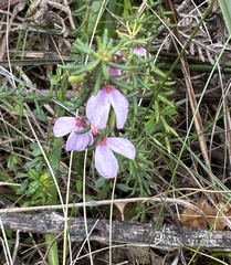 Tetratheca pilosa
