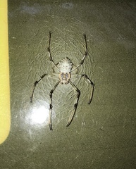 Herennia multipuncta