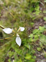 Moraea brevistyla