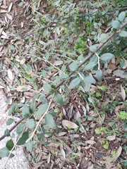 Cotoneaster franchetii