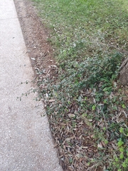 Cotoneaster franchetii