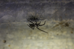 Badumna longinqua