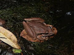 Litoria spaldingi
