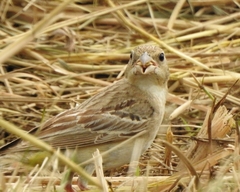 Emberiza melanocephala