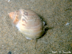 Tritia mutabilis