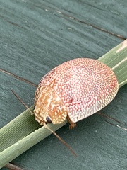 Paropsisterna cloelia