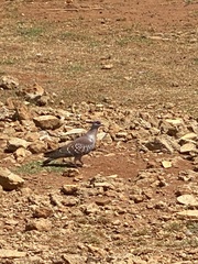 Columba guinea
