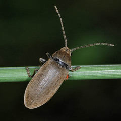 Dascillus cervinus