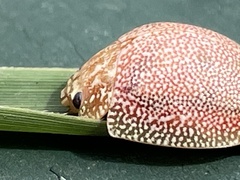 Paropsisterna cloelia