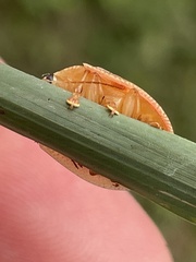 Paropsisterna cloelia