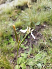 Moraea brevistyla