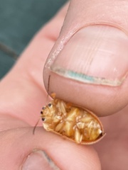 Paropsisterna cloelia